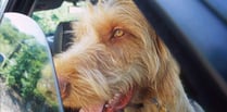 Campaign launch to save dogs from hot cars