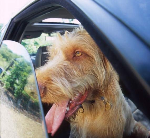 Campaign launch to save dogs from hot cars