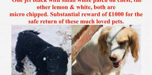 Pet owner gives chase as beloved dogs stolen in early morning raid