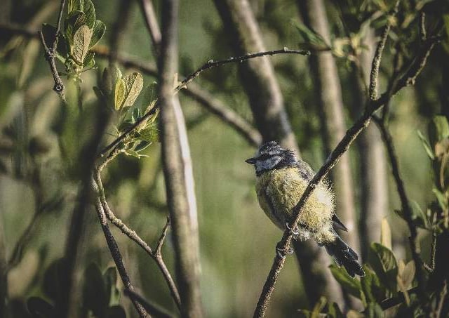 Councils must declare 'nature emergencies' to halt decline, says wildlife trust