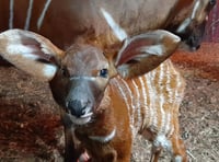 Are these the cutest floppy ears you've ever seen?