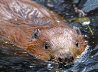 Hear an update on Haslemere's beavers at the Great Green Get Together