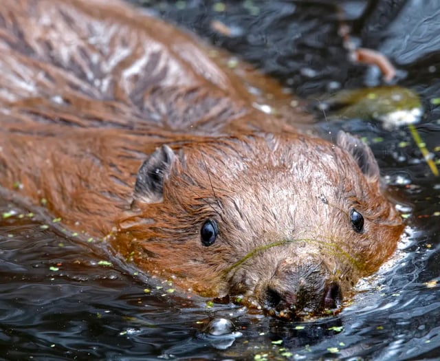 Hear an update on Haslemere's beavers at the Great Green Get Together