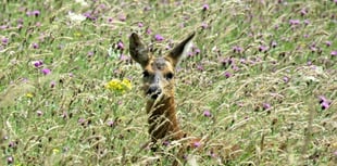 Vast herds of deer now roam the Hampshire/West Sussex borders