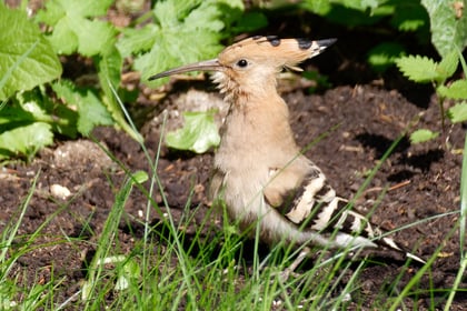 A hoopoe coup for Alton: Rare bird sightings cause a flap