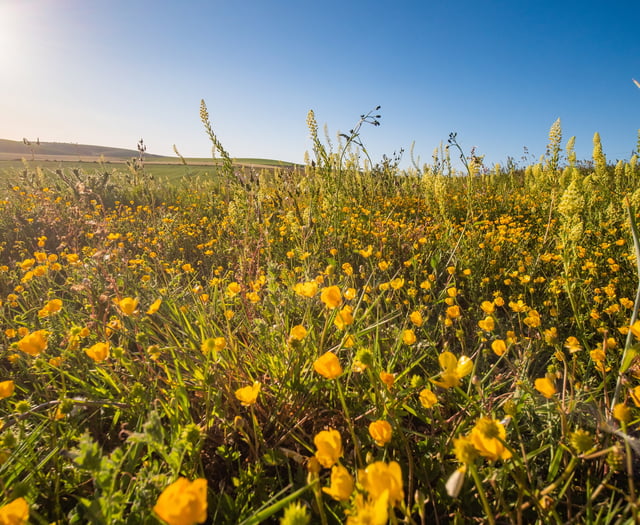 Blooming marvellous! Huge habitat creation for bees in South Downs