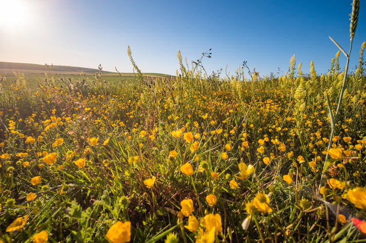 Wildflowers on South Downs by Sam Moore