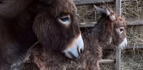 Appeal to find donkey foal Moon missing from Miller's Ark in Hook