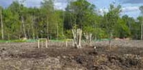 More than 200 trees on Havant Thicket Reservoir site are replanted