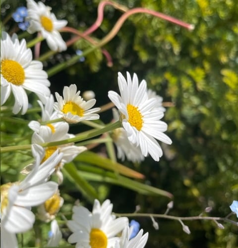 Hidden Gardens of Grayshott under-16 runner-up: Lucy B