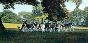 Help Historic England complete picture of Farnham Park’s historic past