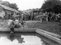 From the Archive: An audience gathers for Bentley’s Jerseys in 1951