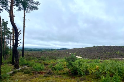 Video: £400,000 project will reconnect vast area of precious heathland
