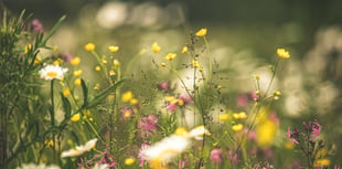 East Hants' meadows are now just patches of abandoned forlorn neglect