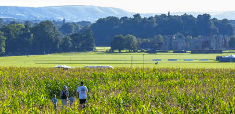 Cowdray maize maze