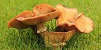 Beware poisonous Jack O’Lantern fungus