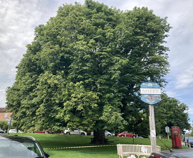 Axe may be looming over historic Sheet tree