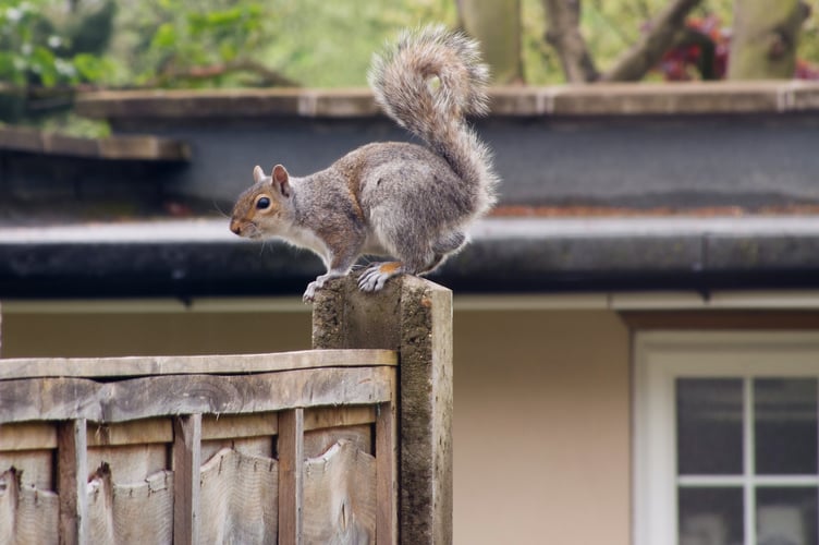 Mammal Rodent Squirrel Animals Images & Pictures Cat Images & Pictures Pet HD Wallpapers