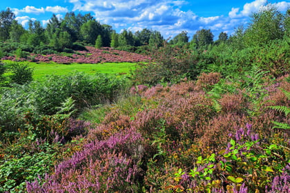 Download these smartphone apps to help you explore our heathland...