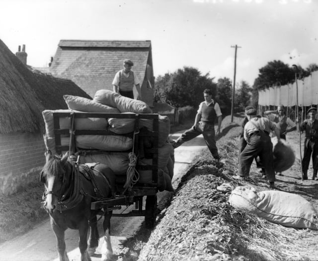 Thirsty work in Bentley: A once-familiar sight in hop-picking season