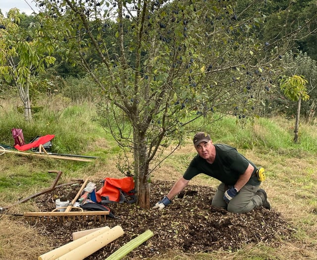 Interest growing as PECAN ready for Petersfield's first Tree Festival