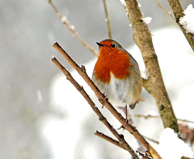 Picture This: The best wintry pictures submitted by readers