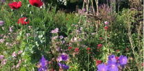 Gilbert White's Garden made RHS 'Partner Garden' in coup for Selborne