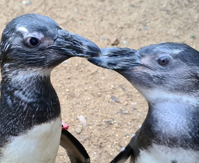 VIDEO: Birdworld penguin a 'guide-bird' to companion with eye problems