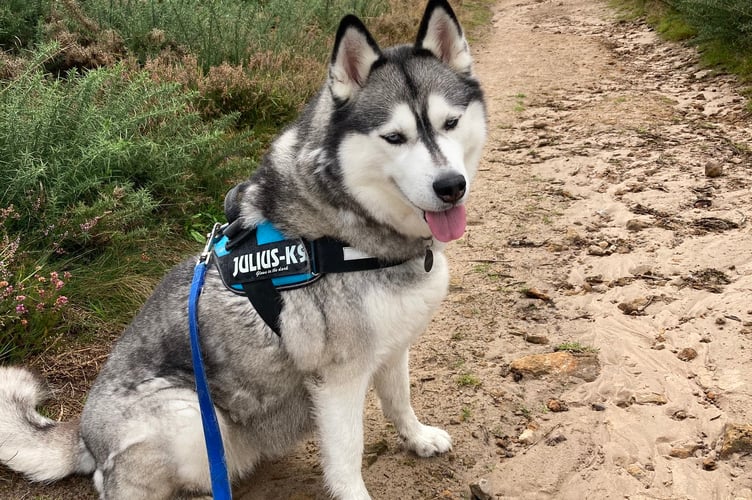 Husky on South Downs heathland on a lead