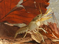 Zoo launches £20,000 appeal to save Hampshire's white-clawed crayfish