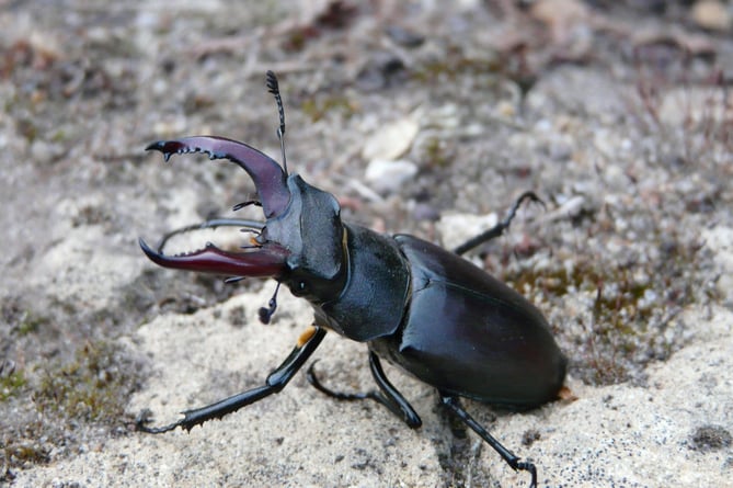 Frensham stag beetle