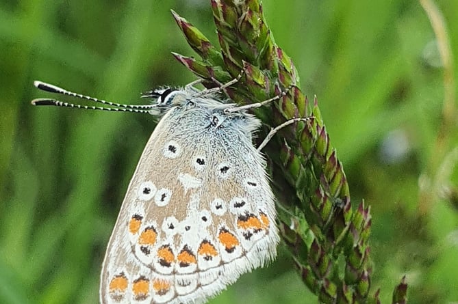 Deadwater Moth