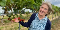 Strawberry fields forever: Durleighmarsh PYO is cream of Rother Valley