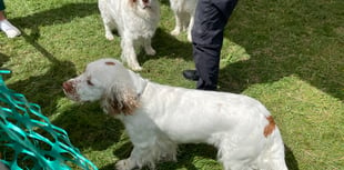 VIDEO: Dog charities at the South Downs Show