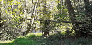 Ecological disaster hangs over River Wey