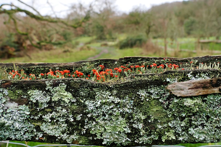 Jane Puttock Red Lichen Swan Barn Hindhead