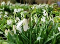 WATCH: See the beauty of Snowdrops at Gilbert White’s House & Gardens